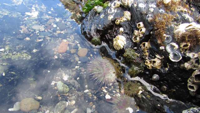 One person walking along the North Shore of Oʻahu, Hawaiʻi, discovered millions of Styrofoam pellets in a tide pool.