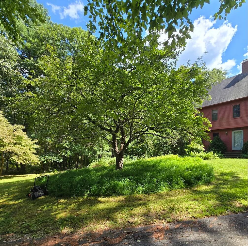 One Redditor from New England shared how they used a tarp to help get rid of Japanese stiltweed in their yard.