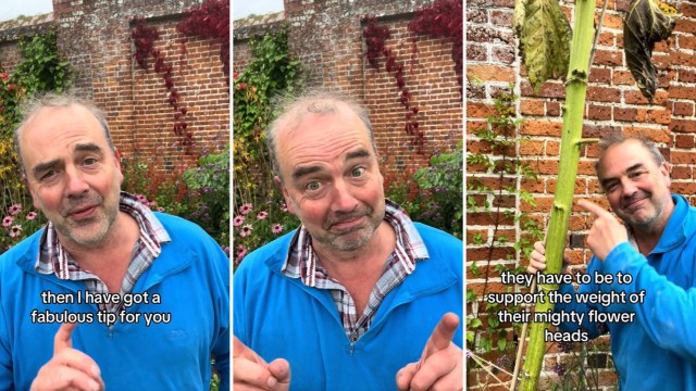 One gardener is teaching how to repurpose sunflower stalks for naturally supportive garden structures.
