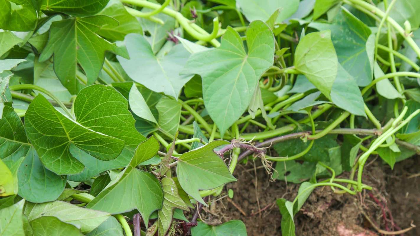 Mississippi is one of the nation's largest producers of sweet potatoes, but unpredictable weather has led to a drop in the crop's yield.