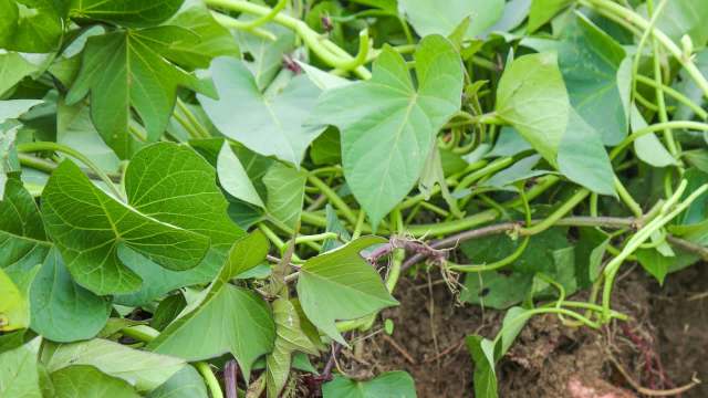 Mississippi is one of the nation's largest producers of sweet potatoes, but unpredictable weather has led to a drop in the crop's yield.