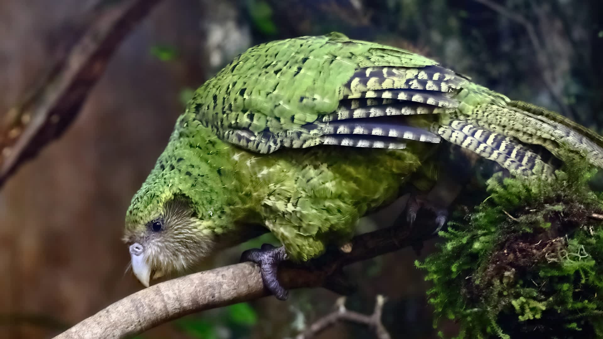 Researchers credit controversial tool for protecting rare species thought to have been extinct: 'Completely step-changing the … approach'