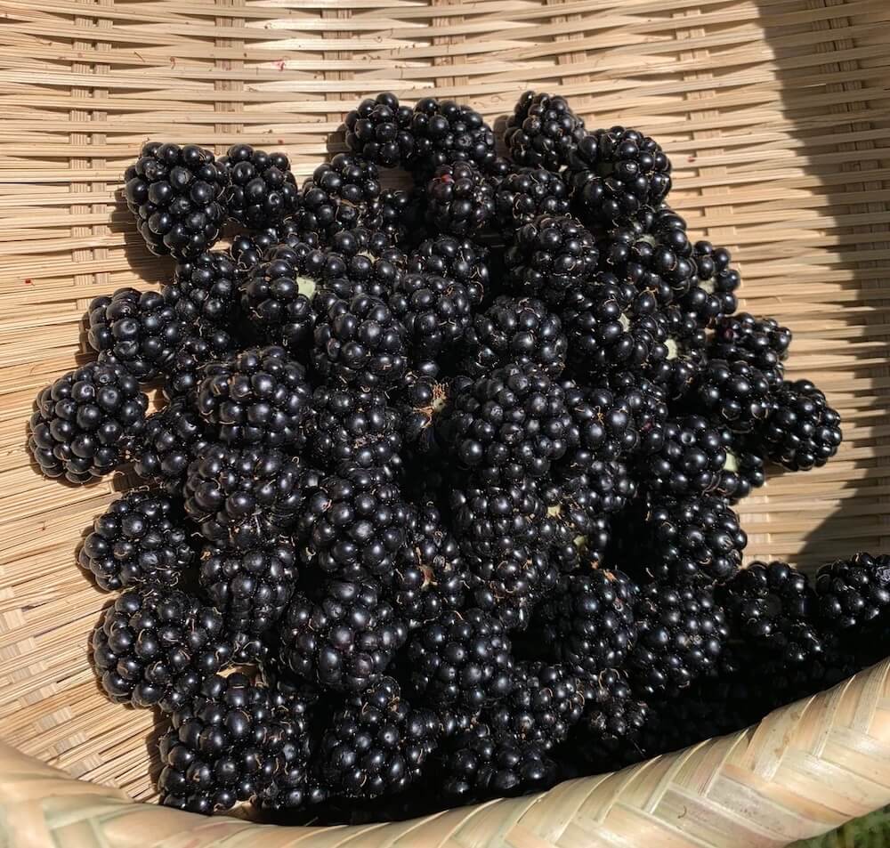 One Redditor's struggles dealing with invasive Himalayan blackberry plants were shared.