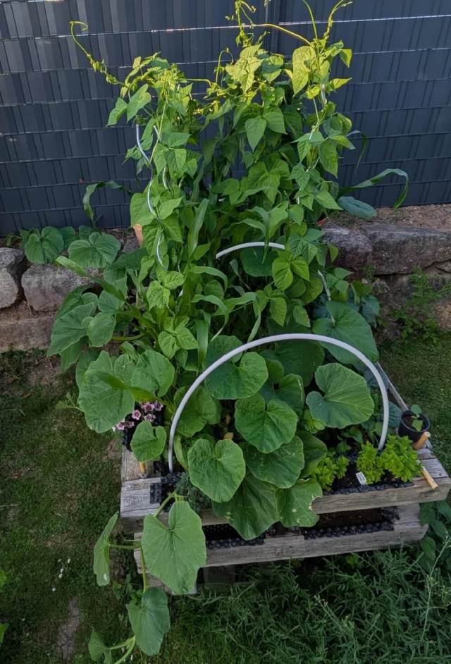 This home gardener tested the Three Sisters' method, a time-honored planting strategy that involves planting corn, beans, and squash together.