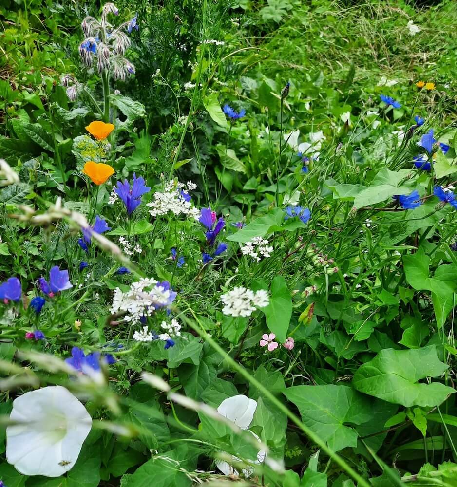 One Reddit user's experiment demonstrated the stunning transformation of a natural lawn when left untouched for three years.