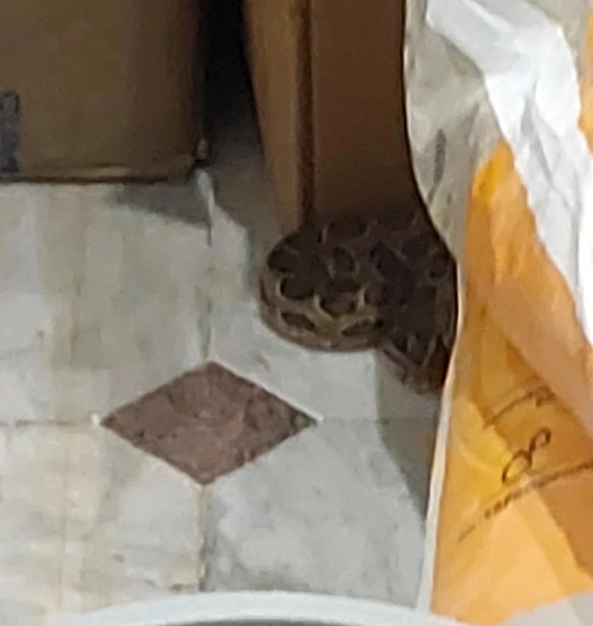 Commenters in the r/whatsthissnake subreddit identified a Russell's viper in one Redditor's living room in India's Jammu and Kashmir territory.