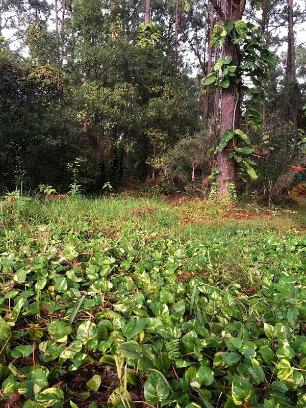 One Redditor shared a photo of pothos climbing several trees in their backyard and thought others would appreciate it.