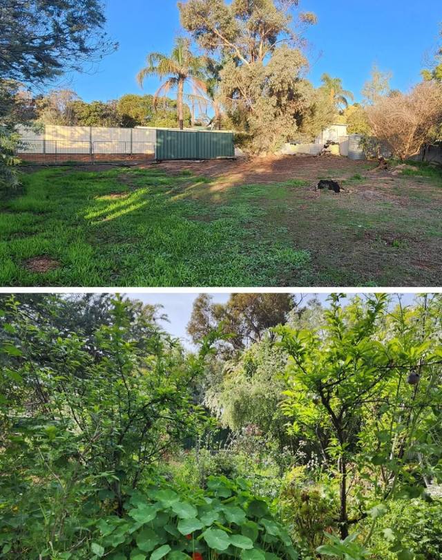 One homeowner shared the three-year transformation of their home's garden, where they planted the no-lawn garden of their dreams.