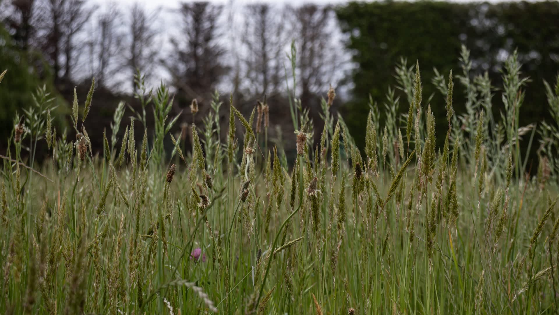 Researchers sound alarm over population surge of menacing creature: 'They are not dying off'