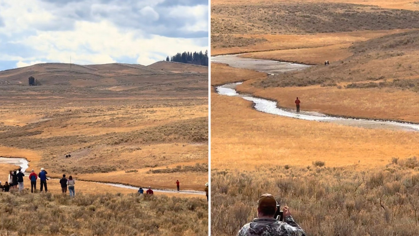 A TikTok video is shedding light on the dangerous behavior of tourists getting too close to grizzly bears.
