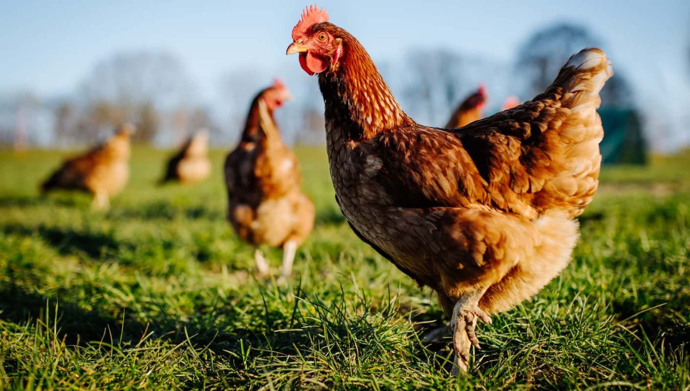 A new study found alarming levels of toxic flame retardants and dioxins in free-range eggs from all over the world.