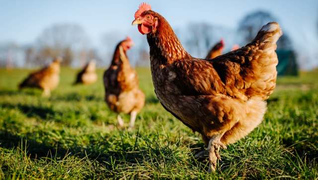 A new study found alarming levels of toxic flame retardants and dioxins in free-range eggs from all over the world.