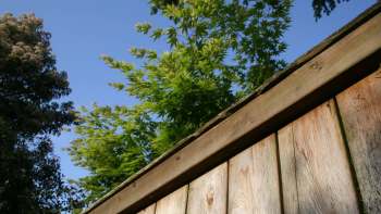 One Florida homeowner shared on Reddit's r/treelaw forum how their neighbor had illegally cut down two mature trees.