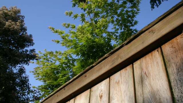 One Florida homeowner shared on Reddit's r/treelaw forum how their neighbor had illegally cut down two mature trees.