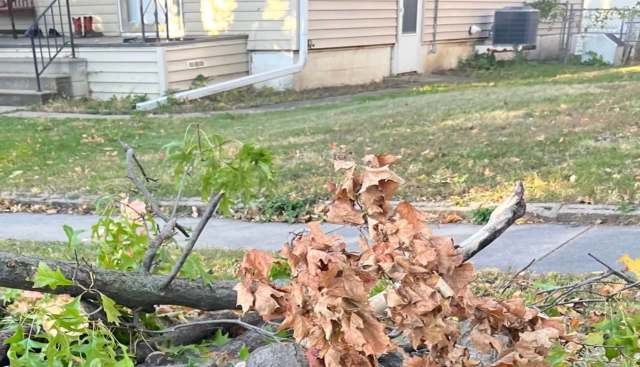A homeowner was fuming after their neighbor's crossing of the line, and not just the property one, when it came to their beloved tree.