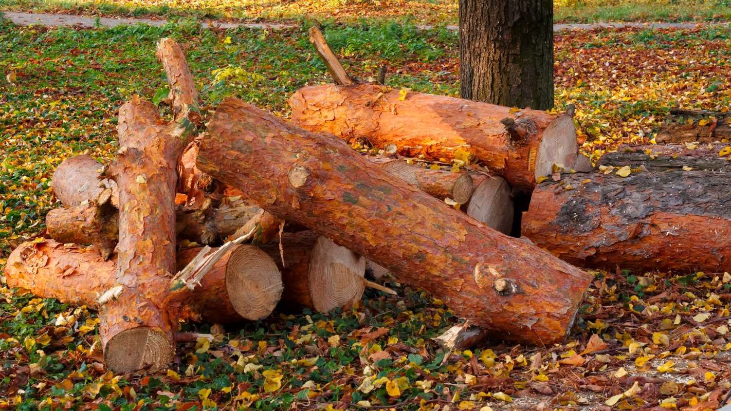 A New York homeowner cut down 12 trees — reportedly to remove bamboo, but really to improve his view.
