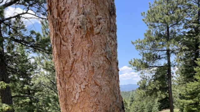 A hiker in Boulder, Colorado, shared their frustration over what they encountered on the trail: a tree with three letters carved into its bark.