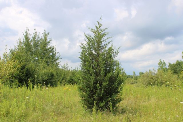 The Oklahoma Conservation Commission is helping landowners get reimbursed for removing aggressive, fast-growing Eastern Red Cedar trees.