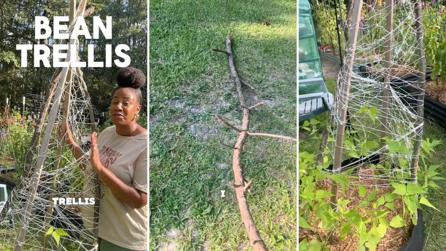 One gardener revealed how she cleverly made a pole bean trellis using only branches and leftover garden materials.