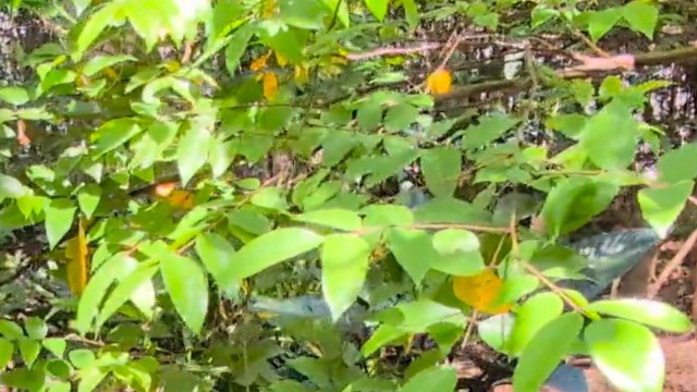 One Redditor transformed their front lawn into a lush tropical paradise, full of gravel walks and rich garden beds.