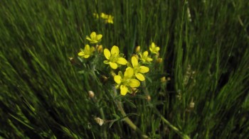 Botanists in California are celebrating the rediscovery of a rare plant species — the caper-fruited tropidocarpum — that hadn't been seen in nearly 70 years.
