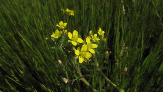 Botanists in California are celebrating the rediscovery of a rare plant species — the caper-fruited tropidocarpum — that hadn't been seen in nearly 70 years.