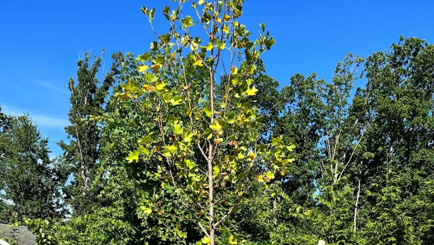 One concerned homeowner turned to Reddit to ask arborists if their newly planted tulip tree was planted too deep.