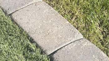 What should be a trouble-free lawn is causing significant issues for one homeowner due to artificial turf shifting.