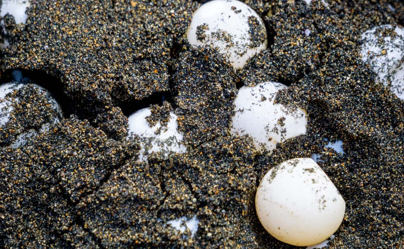 A worrisome surge in turtle egg smuggling, among other wildlife offenses, is occurring in Malaysia.