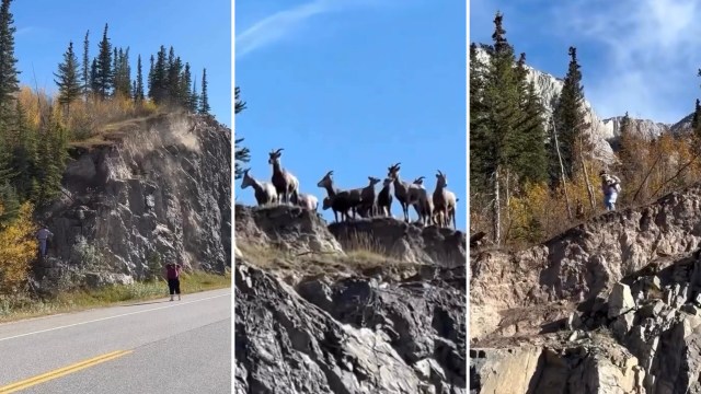 An Instagram reel by We Are Dog Training shows an unleashed dog causing chaos during a road trip's bathroom stop.