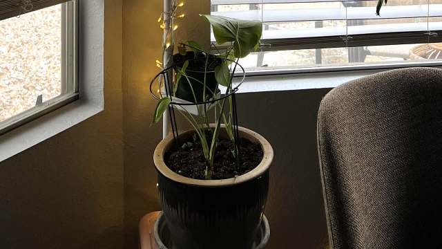 Redditors' share how to upcycle an old shower caddy as a clever way to organize indoor plants.