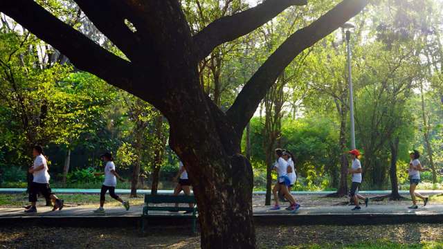 Researchers have found that more urban tree cover leads to fewer instances of pedestrians being injured by falls.