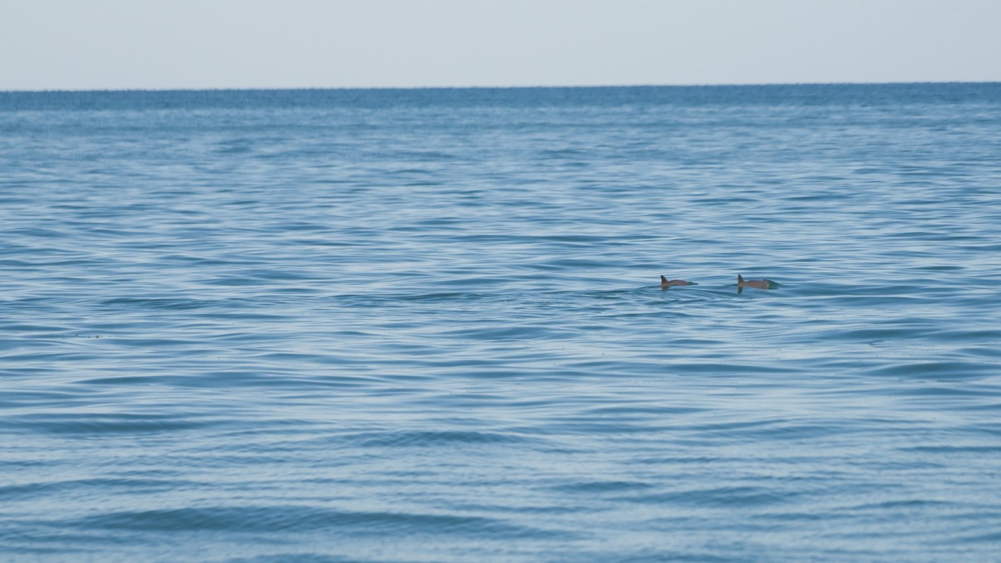 Marine researchers recently spotted up to 10 critically endangered vaquita porpoises during a survey in Mexico's Upper Gulf of California.