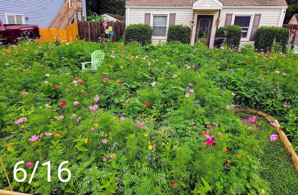 One Redditor shared a photo of their beautiful pollinator garden, attracting butterflies, bees, and an entire neighborhood.