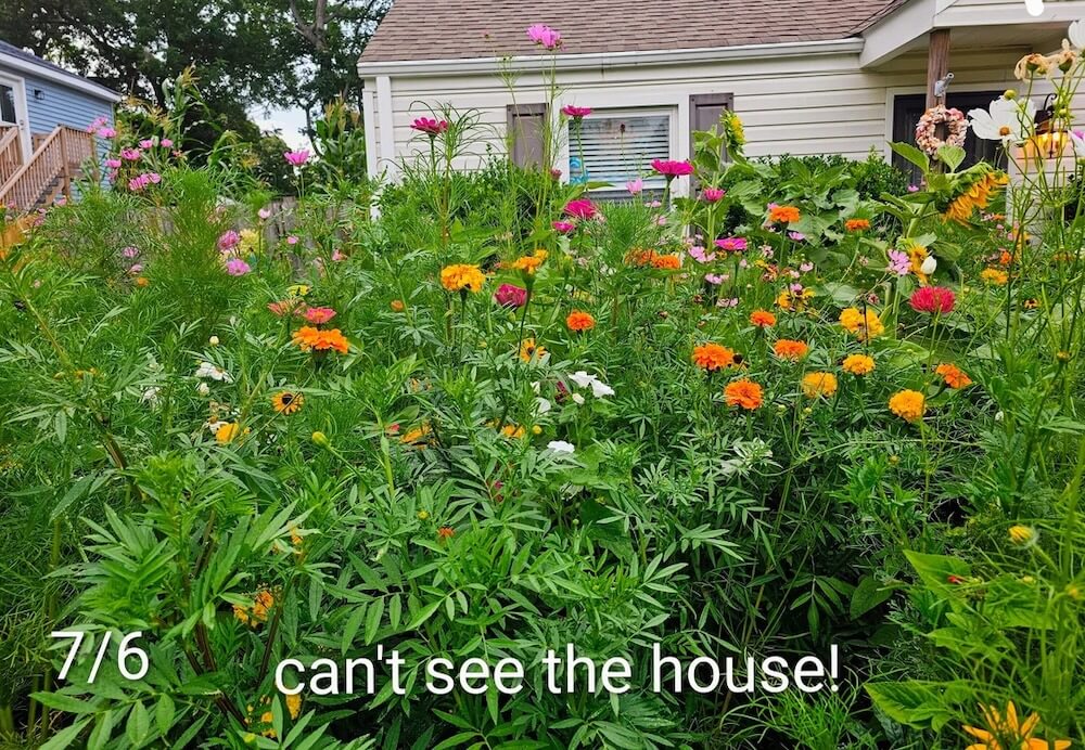 One Redditor shared a photo of their beautiful pollinator garden, attracting butterflies, bees, and an entire neighborhood.