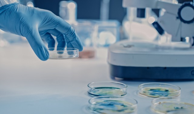 Mosquito salivary factors “could offer a novel therapeutic strategy to mitigate viral-induced inflammation.”