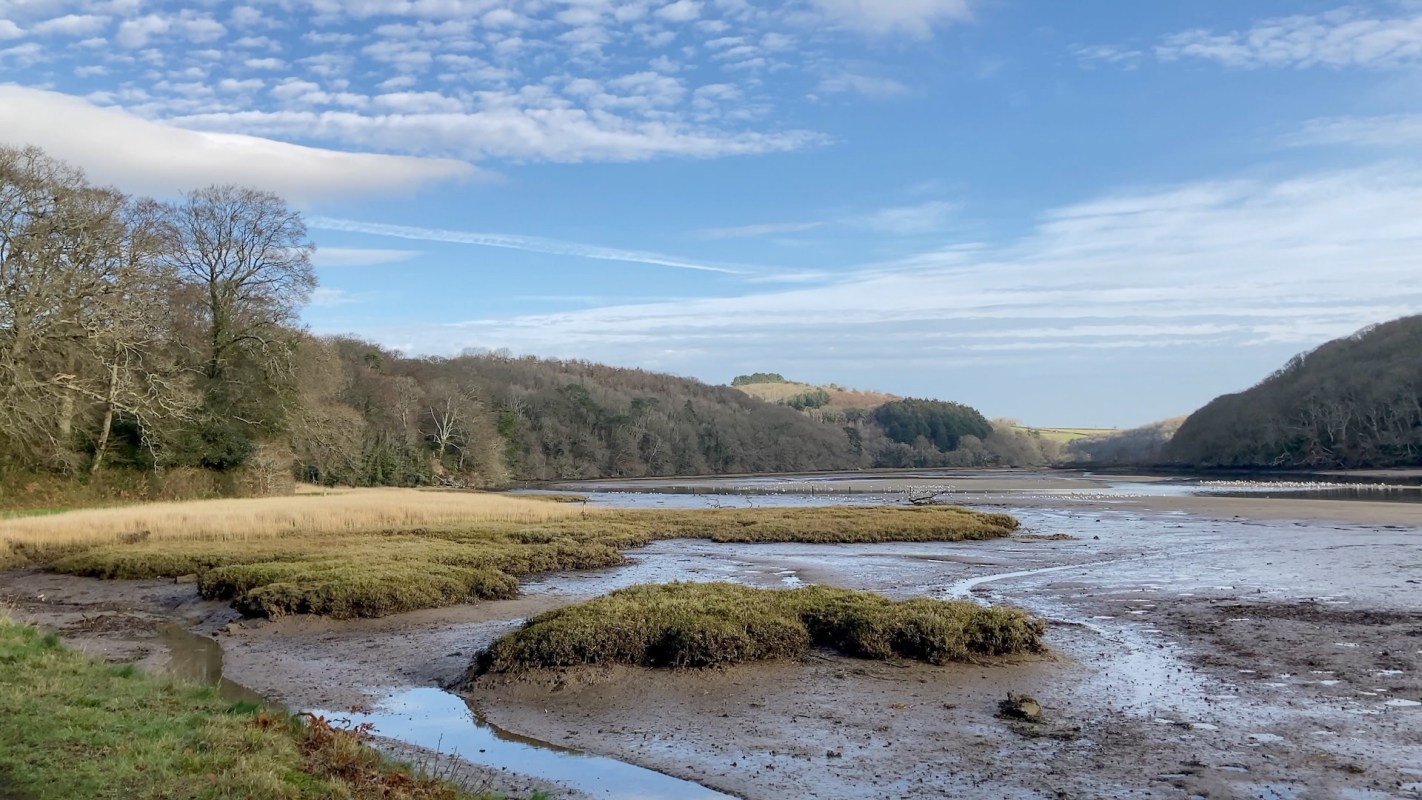 A major wetlands restoration project in southwest England is getting a helping hand, or rather, hoof, from a small herd of water buffalo.