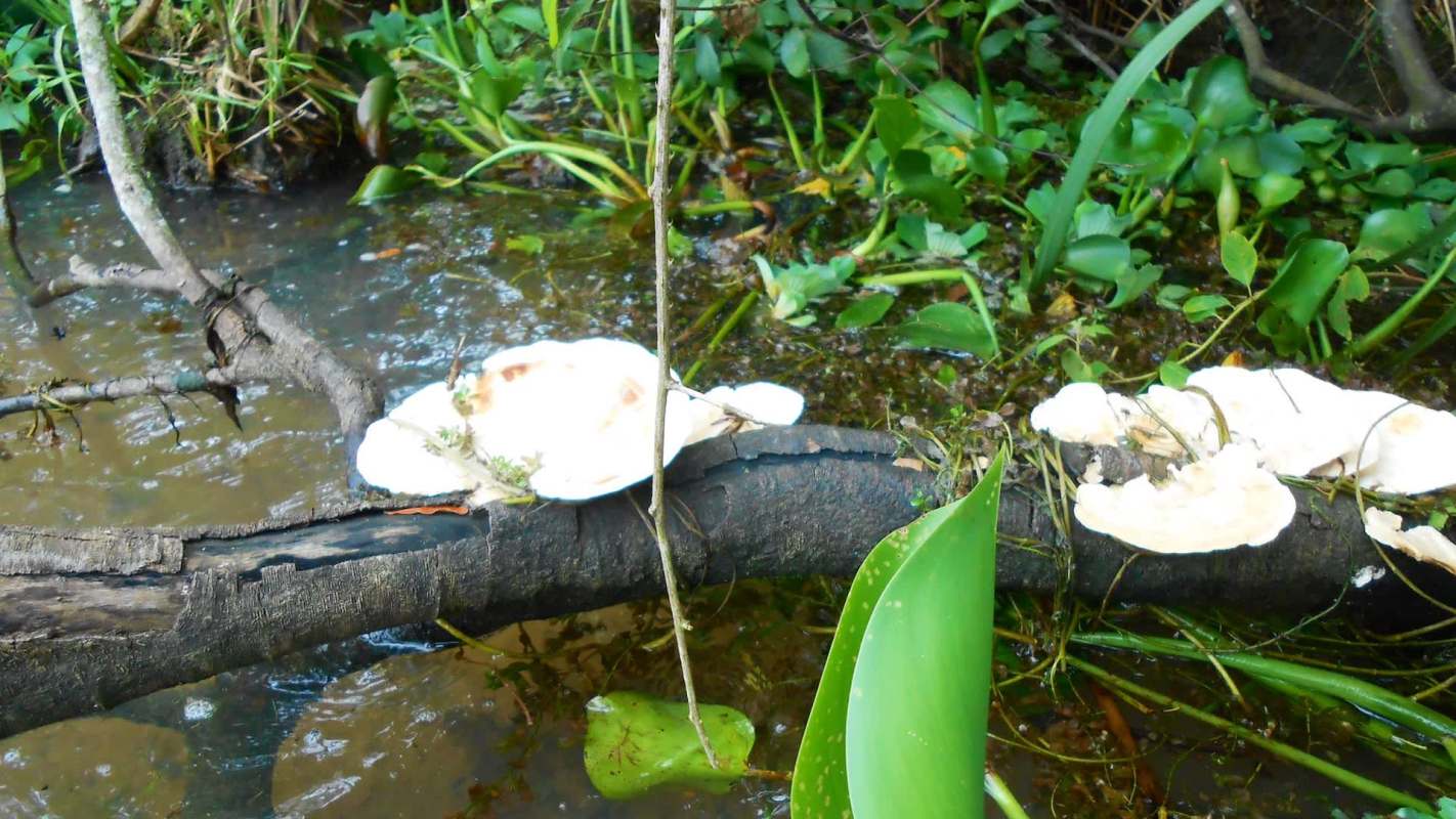 Scientists discovered how wetland plants and fungi can help remove toxic PFAS from water, offering a clean, sustainable solution for safer water.