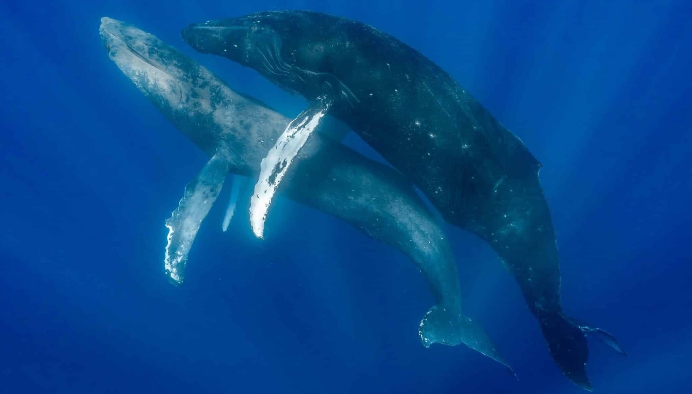 Researchers have observed an alarming increase in the number of whale entanglements in Australian waters.