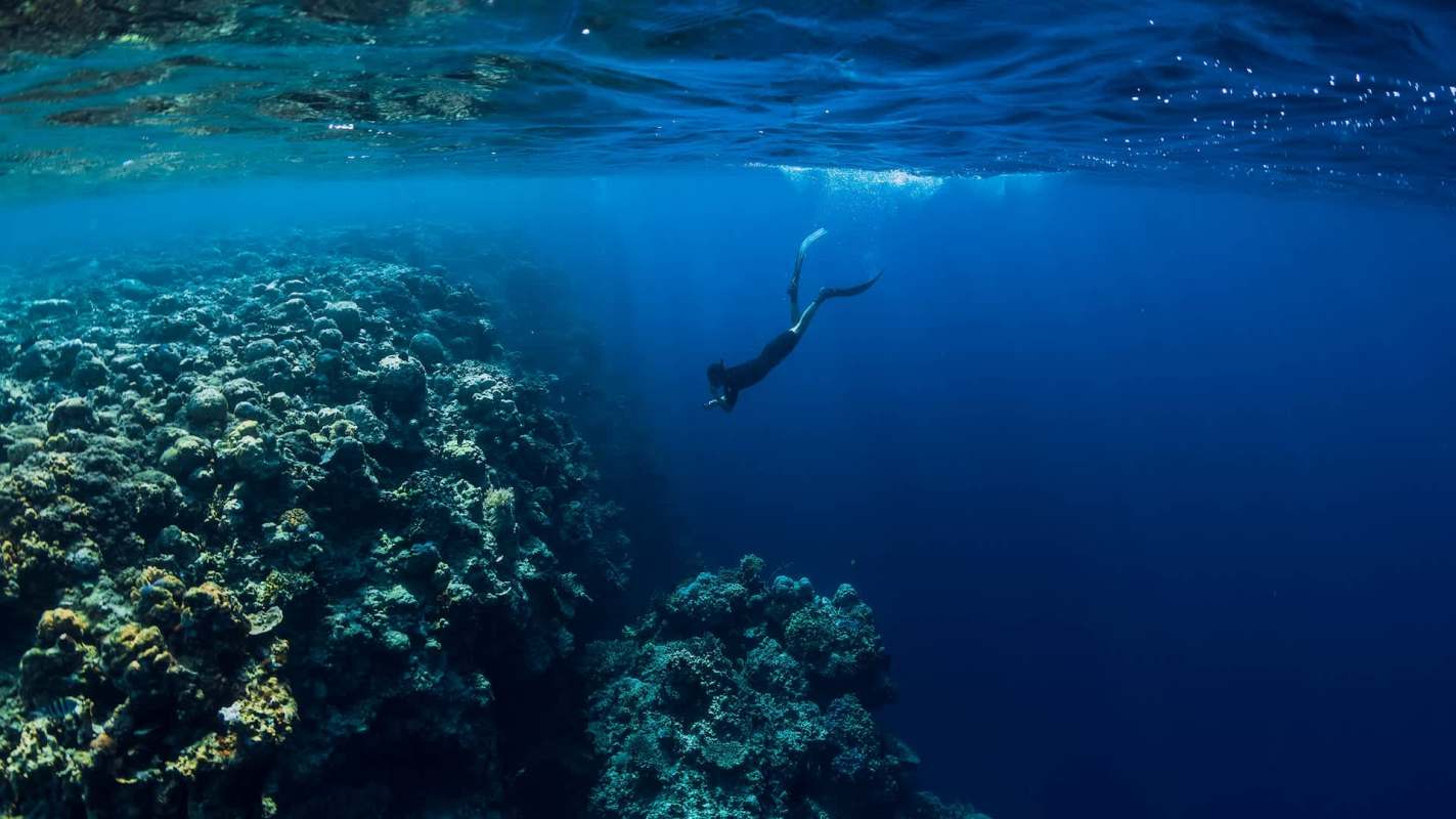 There are certain expectations and behaviors expected when humans enter natural wildlife spaces, such as not provoking a whale shark.