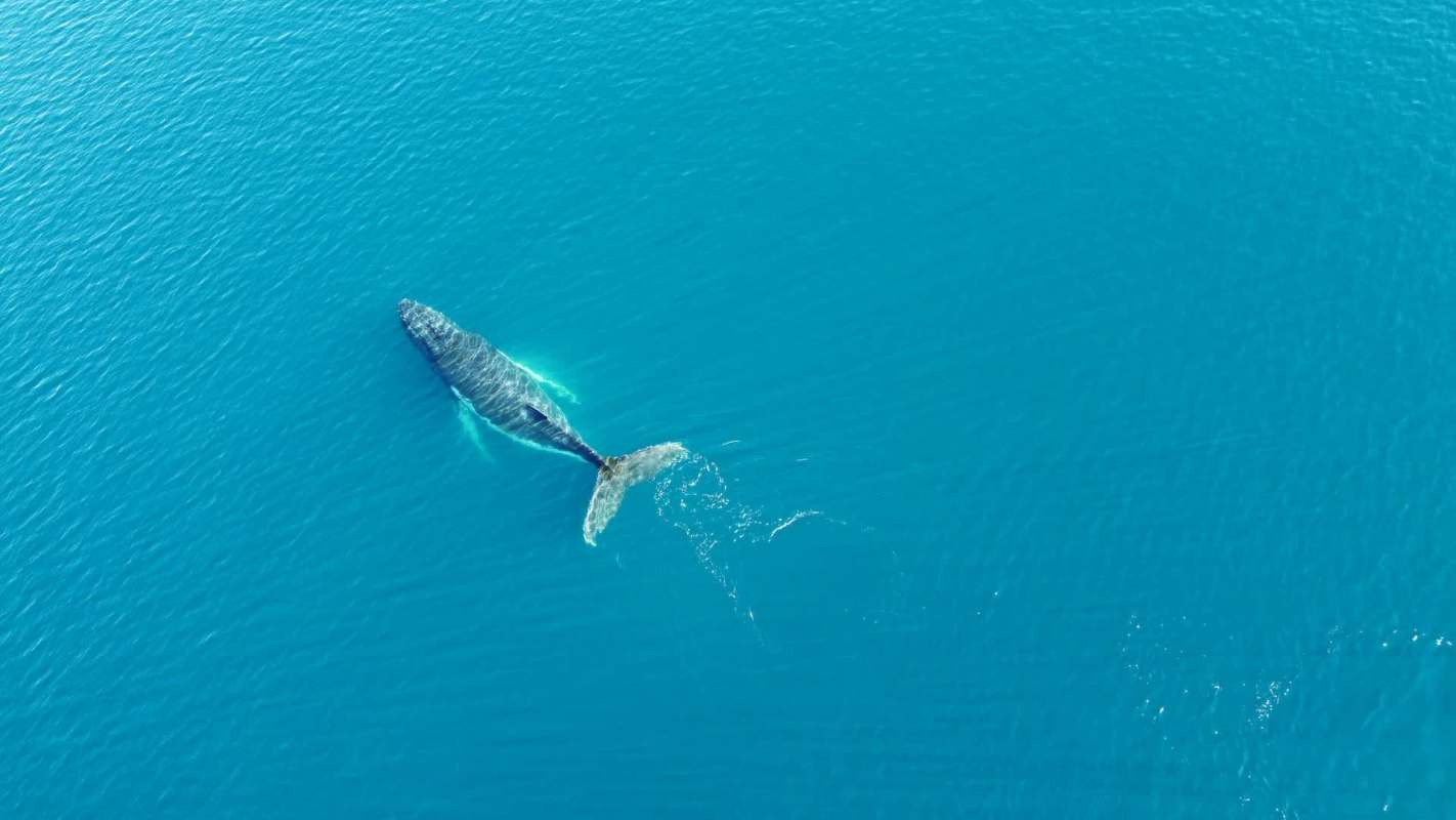 Dozens of biologists gathered for a workshop convened by the UN in Edinburgh to discuss the impact of warming global temperatures on migratory species.