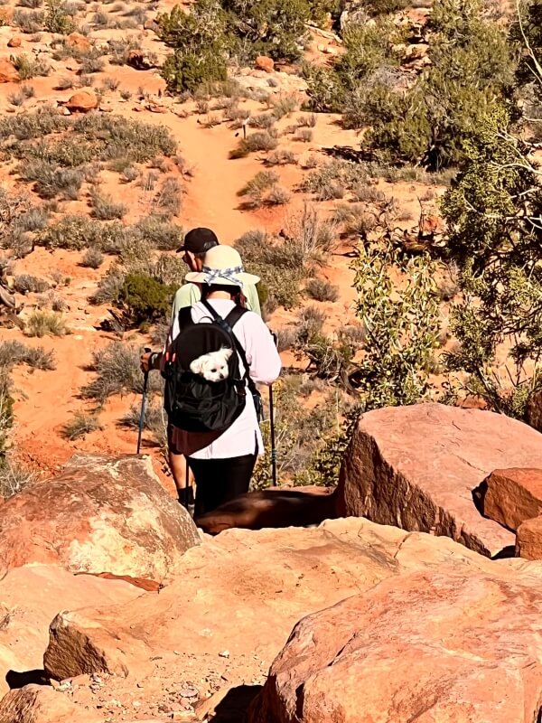 Despite clear signage at trailheads, some visitors are ignoring rules and bringing dogs onto trails at Arches and Canyonlands National Parks.