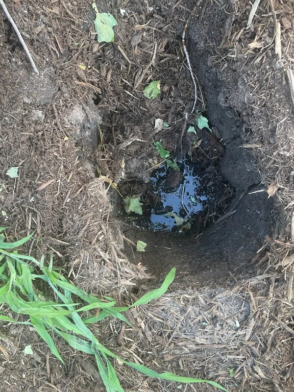 A Redditor asked about an unusual-looking root structure that was exposed after their 10-year-old maple tree was toppled in a storm.