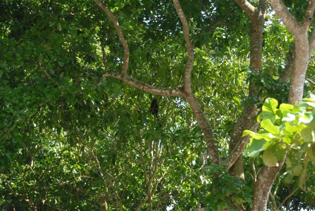 Research to monitor Javan leopards led to a surprising encounter with a white-faced partridge in Indonesia's Meru Betiri National Park.