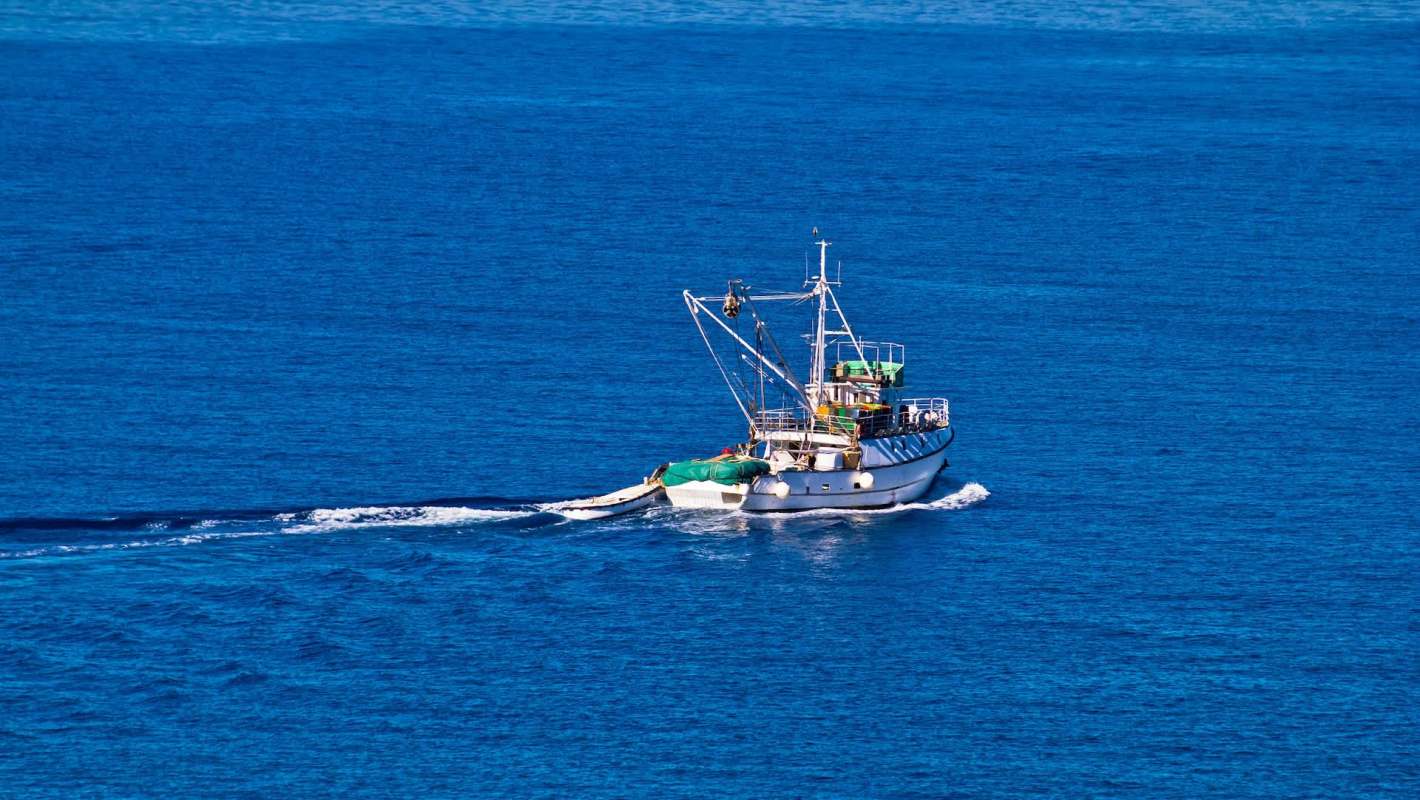 Learn why the whitefish population in Lake Michigan has been declining and what officials are doing about it.