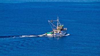 Learn why the whitefish population in Lake Michigan has been declining and what officials are doing about it.