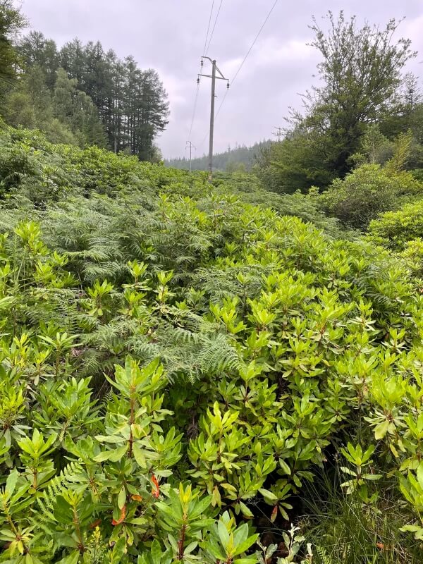 One Reddit user in Scotland showed how destructive Rhododendron ponticum can be outside its natural habitat.