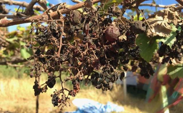The Toronto Sun reported that the lack of rainfall this year has been devastating to the wild blueberry farms across New Brunswick, Nova Scotia, and Quebec.