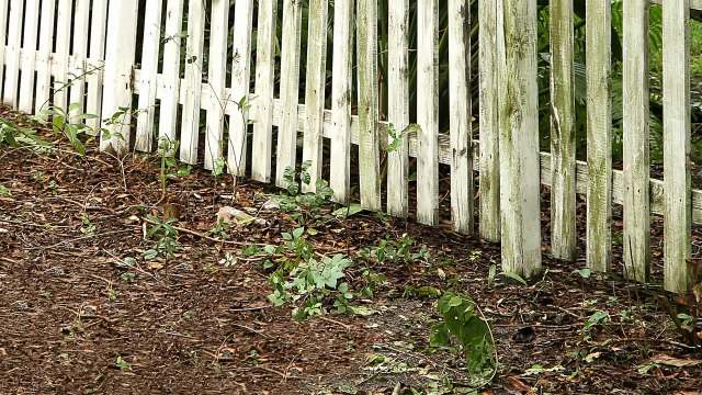 The residents of one tiny Tennessee town are at a loss as they battle an overwhelming wild hog infestation.