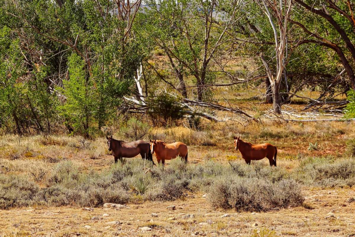 Wild horses are an iconic symbol of the American West, and they just scored a legal win against the federal government.
